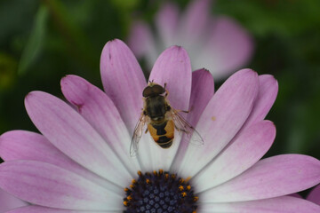 bee on flower