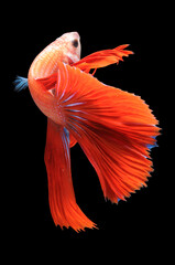 Naklejka premium Betta fish, siamese fighting fish, betta splendens isolated on black background, fish on black background, fish fighting, Multi color Siamese fighting fish, 