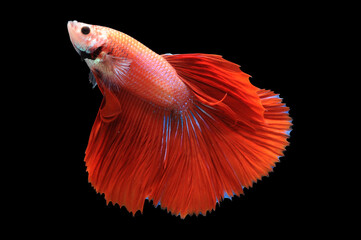 Betta fish, siamese fighting fish, betta splendens isolated on black background,
fish on black...