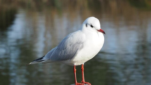 Lachm&ouml;we oder Chroicocephalus ridibundus ruhen auf einem Seil am Rande des Wassers