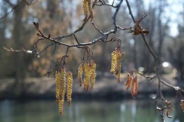 A branch with Alnus glutinosa (black alder) catkins by the park pond in early spring