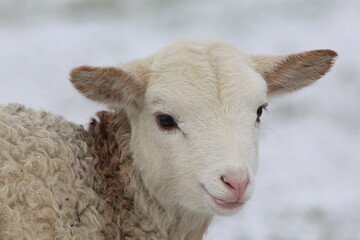 Schafe Lämmer in der natur im Winter