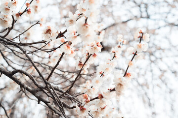 梅の花