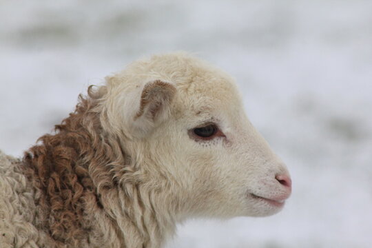 Tiere in der natur 