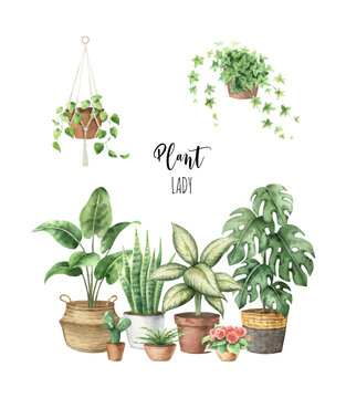 Watercolour vector indoor plants in ceramic pots isolated on white background.