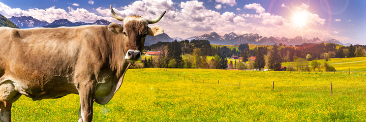 Panorama Landschaft im Allgäu mit einer Kuh im Vordergrund