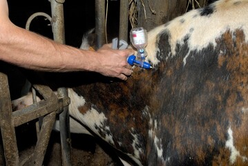 Vaccination de bovins contre la fièvre catarrhale ovine (FCO) par un vétérinaire dans un couloir...