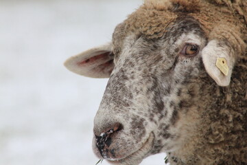 Tiere in der natur 