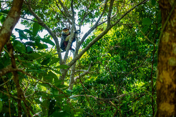 bird in the tree