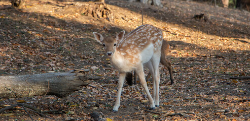 Deer are looking for food among the dry grass in the forest. A mother covering her child is a danger.