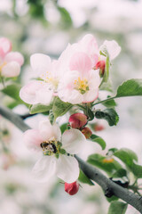 Spring flowers banner. Spring renewal, nature in spring, flowers, blooming, new life, pink flower, sakura blossom