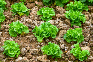 Closeup of rows of lettuce growing in the field