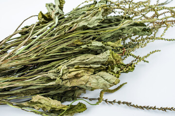 Chinese herbal medicine plantain dried on white background