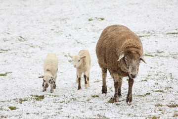 Tiere in der natur 