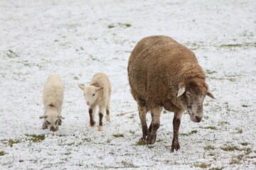Tiere in der natur 