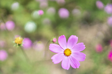Purple cosmos flower in the daytime flower garden