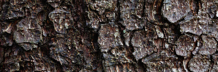 Natural texture of tree bark. Tree trunk close-up. Natural wood background with bark patterns.
