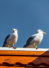seagull on a pier