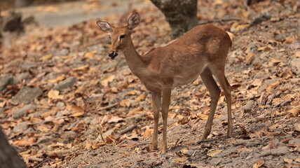 deer in the woods