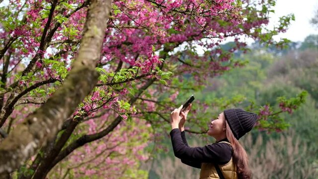 Slow motion of a beautiful young asian woman using smartphone to take a photo of pink cherry blossom flower in the park