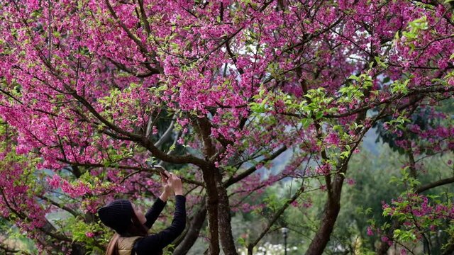 Slow motion of a beautiful young asian woman using smartphone to take a photo of pink cherry blossom flower in the park