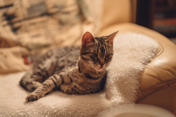 whisker cat lying on the couch looking at something in the living room cozy lazy evening at home