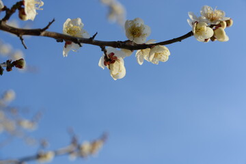 青空を背景に、美しく咲く白梅のクローズアップ