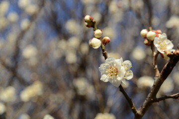 青空を背景に、美しく咲く白梅のクローズアップ