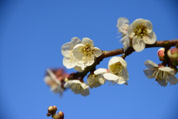 青空を背景に、美しく咲く白梅のクローズアップ