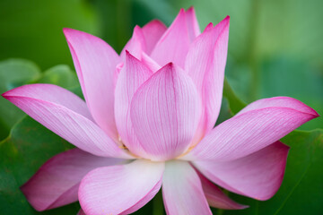 pink lotus flower