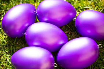 purple easter eggs with crocuses, crocuses between easter eggs