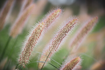 Obraz premium close up of flower