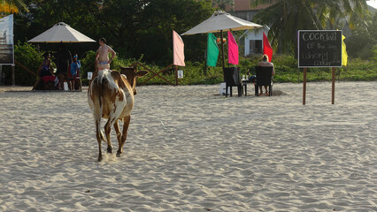 horses on the beach
