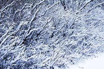 Winter is back winter landscapes Ukraine