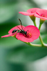 Flor rosada primer plano avispa polen  