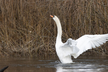 Schwan