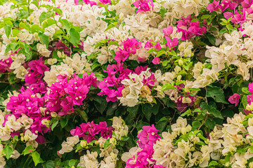 Fototapeta na wymiar Flores primavera, floral