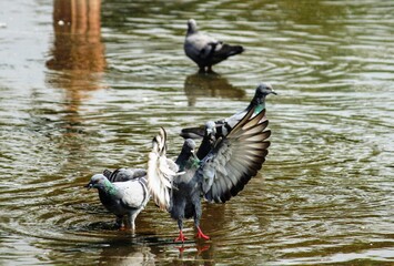 pigeon on water