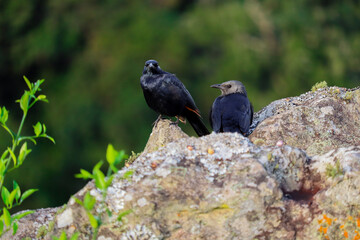 red winged blackbird
