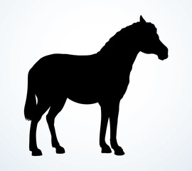 Pony horse animal. Vector drawing