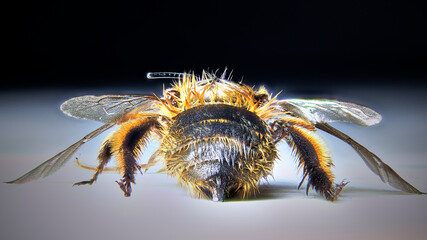 close up of a bee