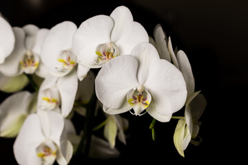Naklejka na ściany i meble White orchid flowers, variety Phalaenopsis
