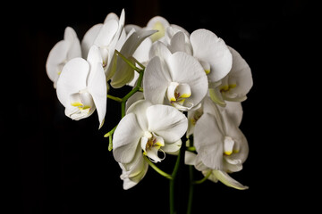 Fototapeta na wymiar White orchid flowers, variety Phalaenopsis