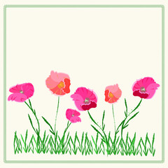 Poppies flowers red with pink with green leaves, blank for a postcard
