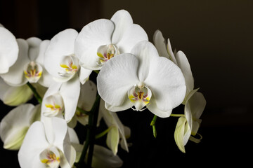 Naklejka na ściany i meble White orchid flowers, variety Phalaenopsis