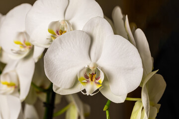 White orchid flowers, variety Phalaenopsis