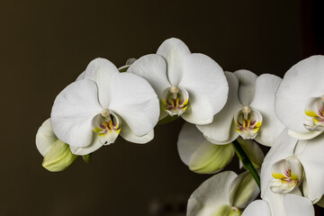Obraz premium White orchid flowers, variety Phalaenopsis