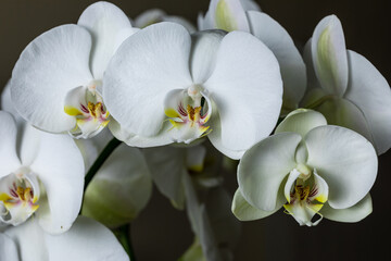 Fototapeta na wymiar White orchid flowers, variety Phalaenopsis