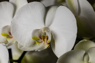 White orchid flowers, variety Phalaenopsis