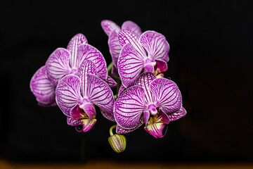 orchid flowers, with the  black in the background.